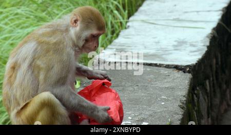 La scimmia dalla faccia rossa sta mangiando spuntini. Macaco sullo sfondo dell'antico tempio Foto Stock