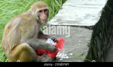 La scimmia dalla faccia rossa sta mangiando spuntini. Macaco sullo sfondo dell'antico tempio Foto Stock