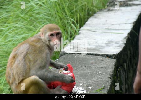 La scimmia dalla faccia rossa sta mangiando spuntini. Macaco sullo sfondo dell'antico tempio Foto Stock