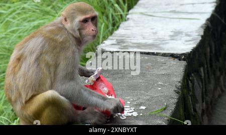 La scimmia dalla faccia rossa sta mangiando spuntini. Macaco sullo sfondo dell'antico tempio Foto Stock