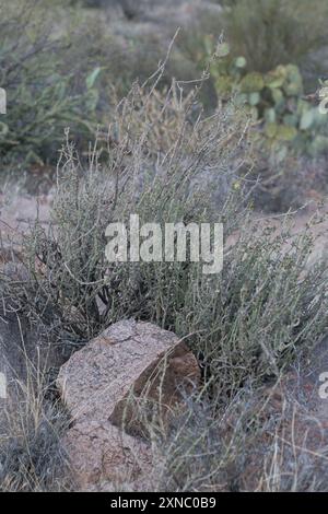 Christmas cholla (Cylindropuntia leptocaulis) Plantae Foto Stock