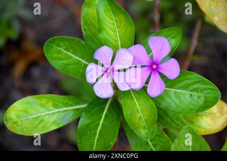 Vista di una pianta fiorita di una bellissima e brillante pianta di fiori di Catharanthus roseus o periwinkle del Capo. È anche conosciuto come Sadafuli in India. Foto Stock