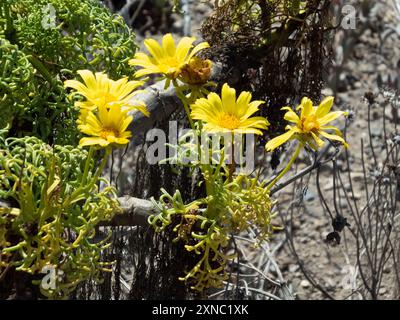 Coreopsi gigante (Leptosyne gigantea) Plantae Foto Stock