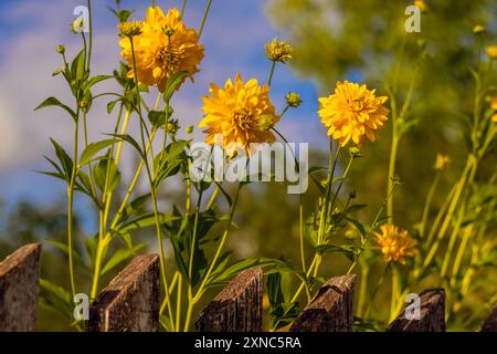 Fiori di rudbeckia gialli chiamati sfera dorata da recinzione di legno contro il cielo nuvoloso. Foto Stock