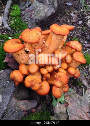 Funghi jack-o'-lantern (Omphalotus illudens) dell'America orientale Foto Stock