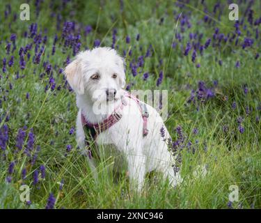 Cane maltese in posa in un campo di lavanda viola. Il cane bianco maltese sta posando in un campo di fiori viola di lavanda. Foto Stock