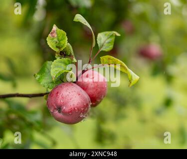Mela con sfondo gocce di pioggia. Maturazione dei frutti di mela sui rami del giardino sotto la pioggia. Foto Stock