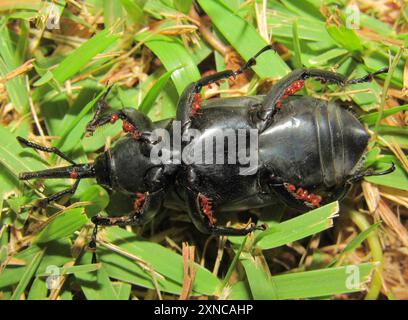 Sudamericano Palm Weevil (Rhynchophorus palmarum) Insecta Foto Stock