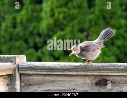 Piccolo songbird grigio (uccello gatto?) squawks mentre è arroccato su una recinzione di legno intemprata, arborvitae verdi con messa a fuoco morbida sullo sfondo. Copia spazio. Foto Stock