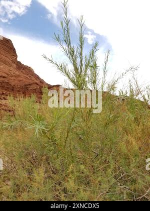 Narrowleaf Willow (Salix exigua) Plantae Foto Stock