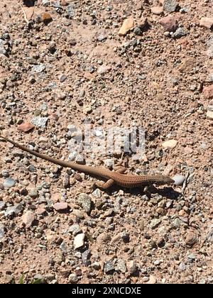 Great Basin Whiptail (Aspidoscelis tigris tigris) Reptilia Foto Stock