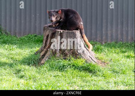 Un Diavolo della Tasmania nel suo recinto presso l'East Coast Natureworld si trova la fauna selvatica e l'Ecologypark della Tasmania a Bicheno, sulla costa orientale di Tas Foto Stock