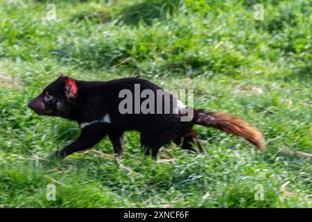 Un Diavolo della Tasmania nel suo recinto presso l'East Coast Natureworld si trova la fauna selvatica e l'Ecologypark della Tasmania a Bicheno, sulla costa orientale di Tas Foto Stock