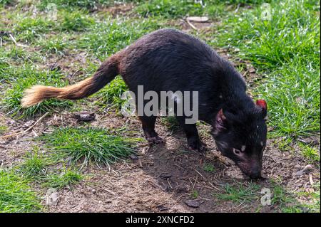 Un Diavolo della Tasmania nel suo recinto presso l'East Coast Natureworld si trova la fauna selvatica e l'Ecologypark della Tasmania a Bicheno, sulla costa orientale di Tas Foto Stock
