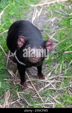 Un Diavolo della Tasmania nel suo recinto presso l'East Coast Natureworld si trova la fauna selvatica e l'Ecologypark della Tasmania a Bicheno, sulla costa orientale di Tas Foto Stock