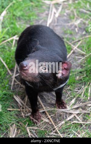 Un Diavolo della Tasmania nel suo recinto presso l'East Coast Natureworld si trova la fauna selvatica e l'Ecologypark della Tasmania a Bicheno, sulla costa orientale di Tas Foto Stock