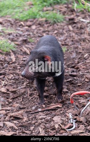 Un Diavolo della Tasmania nel suo recinto presso l'East Coast Natureworld si trova la fauna selvatica e l'Ecologypark della Tasmania a Bicheno, sulla costa orientale di Tas Foto Stock