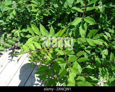 Veleno sumac (Toxicodendron vernix) Plantae Foto Stock