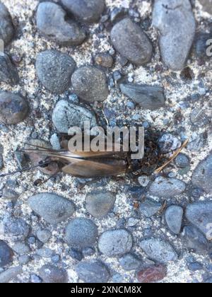 Australian Black Field Cricket (Teleogryllus commodus) Insecta Foto Stock