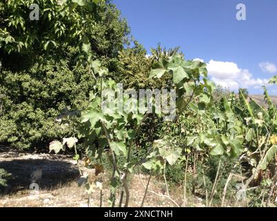 Barbados Nut (Jatropha curcas) Plantae Foto Stock