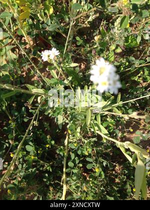 Hoary alyssum (Berteroa incana) Plantae Foto Stock