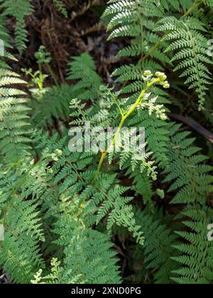 Felce dura (Paesia scaberula) Plantae Foto Stock