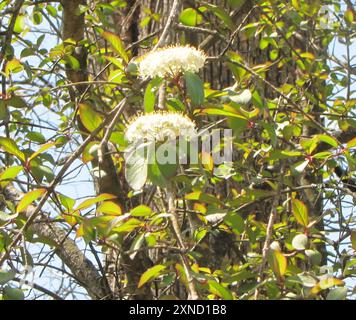 Blackhaw (Viburnum prunifolium) Plantae Foto Stock