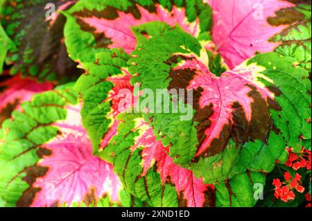 Toronto, Canada - 30 luglio 2024: Primo piano di foglie di un impianto di Coleus Foto Stock