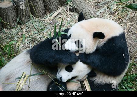 Singapore - 29 ottobre 2023: Il primo panda gigante di Singapore le le le che gioca con la madre Jia Jia a River Wonders, prima di tornare in Cina a gennaio. Foto Stock