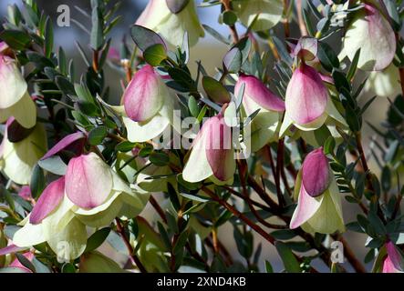 Grandi fiori della Qualup Bell, nativa australiana, Pimelea physodes, famiglia Thymelaeaceae Foto Stock