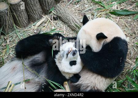 Singapore - 29 ottobre 2023: Il primo panda gigante di Singapore le le le che gioca con la madre Jia Jia a River Wonders, prima di tornare in Cina a gennaio. Foto Stock