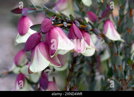 Grandi fiori della Qualup Bell, nativa australiana, Pimelea physodes, famiglia Thymelaeaceae Foto Stock