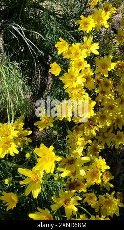 Coreopsi gigante (Leptosyne gigantea) Plantae Foto Stock