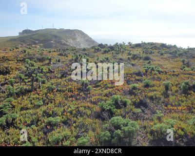 Coreopsi gigante (Leptosyne gigantea) Plantae Foto Stock