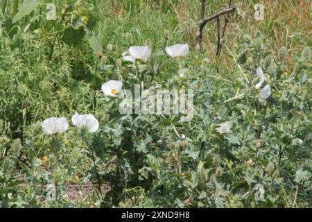 Papavero di cardo (Argemone polyanthemos) Plantae Foto Stock