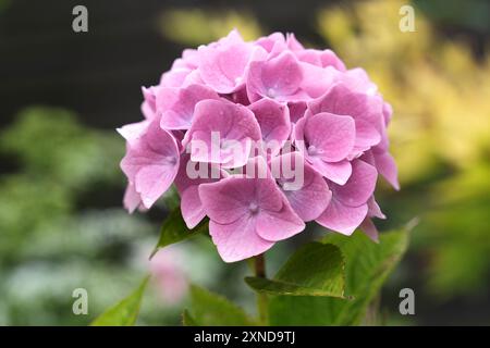 Rosa, Hydrangea macrophylla Foto Stock