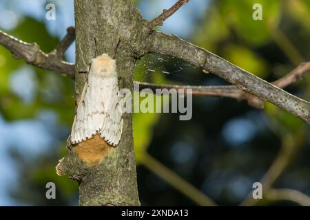 Moth spugnoso che depone una messa d'uovo - Lymantria dispar Foto Stock