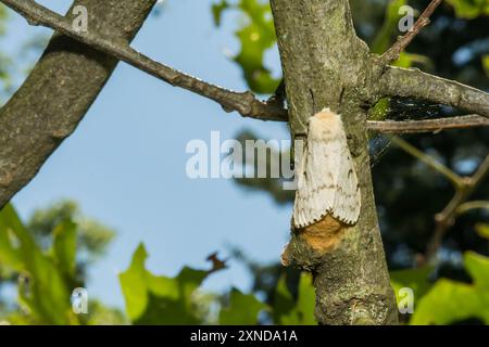 Moth spugnoso che depone una messa d'uovo - Lymantria dispar Foto Stock