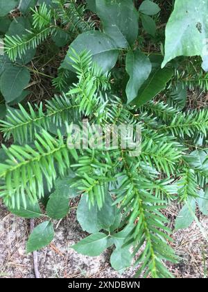 Tasso canadese (Taxus canadensis) Plantae Foto Stock