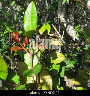 Veleno bushmans (Acokanthera oppositifolia) Plantae Foto Stock