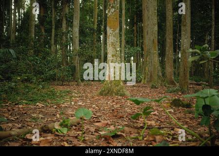 Le foglie secche cadute e l'antico albero nella foresta tropicale Foto Stock