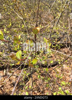 Blackhaw (Viburnum prunifolium) Plantae Foto Stock