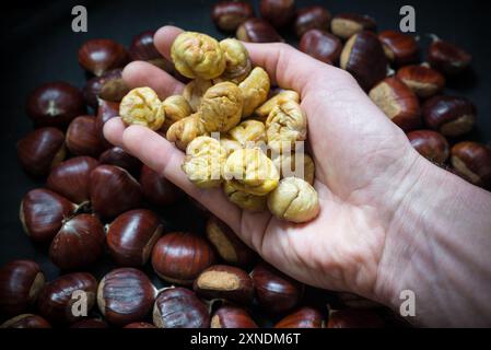 Primo piano di gustose castagne commestibili tostate tenute in mano con sfondo scuro e molte castagne crude. Castagno dolce (Castanea sativa). Messa a fuoco selettiva Foto Stock