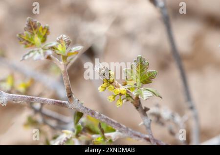 Una mosca satellitare; sottofamiglia Miltogramminae; appollaiata su nuove foglie e fiori vibranti di una pianta del Colorado. Foto Stock