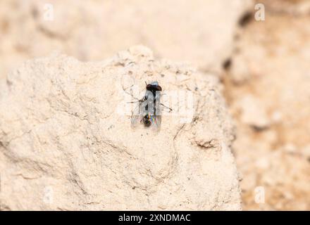 La sottofamiglia satellite Fly Miltogramminae è arroccata su una superficie rocciosa in Colorado Foto Stock