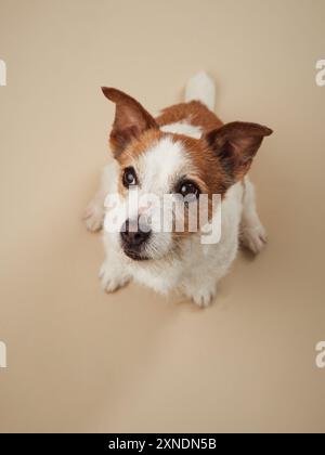 Il curioso e felice cane Jack Russell Terrier si avvicina, catturato con un delicato tono beige Foto Stock