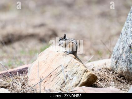 Un genere di chipmunk occidentale Neotamias è arroccato su una formazione rocciosa naturale nella natura selvaggia del Colorado. Foto Stock