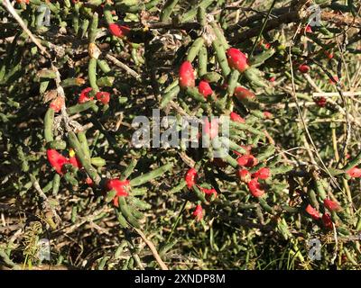 Christmas cholla (Cylindropuntia leptocaulis) Plantae Foto Stock