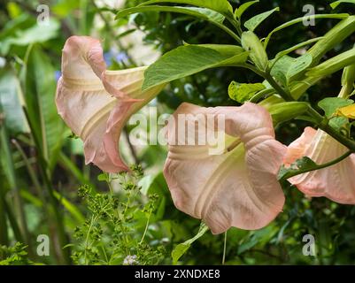 Grandi fiori rosa singoli fioriti di un tenero arbusto di Brugmansia (ex Hill House Nursery) in un giardino del Regno Unito Foto Stock