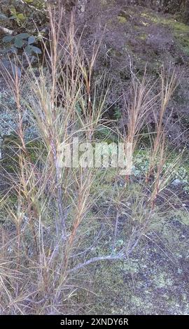 Inaka (Dracophyllum longifolium) Plantae Foto Stock